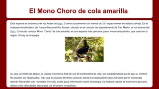 El Mono Choro de cola amarilla
Esta especie es endémica de los Andes de Perú. Cuenta actualmente con menos de 250 especímenes en estado salvaje. Es el
huésped emblemático del Parque Nacional Río Abiseo, ubicado en el corazón del departamento de San Martín, al nor-oriente del
Perú. Conocido como el Mono “Choro” de cola amarilla, es una especie más peruana que el mismísimo cóndor, que vuela en la
región Chivay de Arequipa.
Su casi un metro de altura y el vistoso mechón al final de sus 90 centímetros de cola, son características que le dan su nombre.
No pueden ser observados, más que en nuestro territorio nacional, donde fue descubierto hace 200 años por el humanista
alemán Alexander Von Humboldt. Hoy día, existe poca información sobre la biología y la historia natural de este mono peruano,
debido a las dificultades impuestas por el terreno montañoso.
 