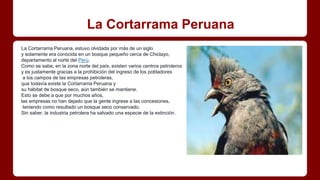 La Cortarrama Peruana
La Cortarrama Peruana, estuvo olvidada por más de un siglo
y solamente era conocida en un bosque pequeño cerca de Chiclayo,
departamento al norte del Perú.
Como se sabe, en la zona norte del país, existen varios centros petroleros
y es justamente gracias a la prohibición del ingreso de los pobladores
a los campos de las empresas petroleras,
que todavía existe la Cortarrama Peruana y
su hábitat de bosque seco, aún también se mantiene.
Esto se debe a que por muchos años,
las empresas no han dejado que la gente ingrese a las concesiones,
teniendo como resultado un bosque seco conservado.
Sin saber, la industria petrolera ha salvado una especie de la extinción.
 