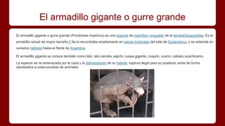 El armadillo gigante o gurre grande
El armadillo gigante o gurre grande (Priodontes maximus) es una especie de mamífero cingulado de la familiaDasypodidae. Es el
armadillo actual de mayor tamaño.2 Se lo encontraba ampliamente en selvas tropicales del este de Sudamérica; y se extiende en
variados hábitats hasta el Norte de Argentina.
El armadillo gigante se conoce también como tatú, tatú carreta, pejichi, cuspa gigante, cuspón, ocarro, cabazú ocachicamo.
La especie se ve amenazada por la caza y la deforestación de su hábitat, captura ilegal para su posterior venta de forma
clandestina a coleccionistas de animales
 
