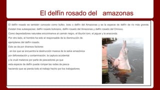 El delfín rosado del amazonas
El delfín rosado es también conocido como bufeo, boto o delfín del Amazonas y es la especie de delfín de río más grande.
Existen tres subespecies: delfín rosado boliviano, delfín rosado del Amazonas y delfín rosado del Orinoco.
Como depredadores naturales encontramos al caimán negro, el tiburón toro, el jaguar y la anaconda.
Por otro lado, el hombre ha sido el responsable de la disminución de
ejemplares del delfín rosado.
Esto se da por diversos factores
, en los que se encuentra la destrucción masiva de la selva amazónica
por deforestación y contaminación, la captura accidental
y la cruel matanza por parte de pescadores ya que
esta especie de delfín puede romper las redes de pesca
haciendo que se pierda todo el trabajo hecho por los trabajadores.
 