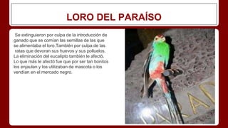 LORO DEL PARAÍSO
Se extinguieron por culpa de la introducción de
ganado que se comían las semillas de las que
se alimentaba el loro.También por culpa de las
ratas que devoran sus huevos y sus polluelos.
La eliminación del eucalipto también le afectó.
Lo que más le afectó fue que por ser tan bonitos
los enjaulan y los utilizaban de mascota o los
vendían en el mercado negro.
 