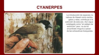 CYANERPES
La introducción de especies no
nativas de Hawaii como cerdos,
gatos y ratas, contribuyó a la
extinción de esta ave. Aún sigue
catalogado como “en peligro de
extrinción” pero no se ha
encontrado ninguno a pesar
de las exhaustivas búsquedas.
 