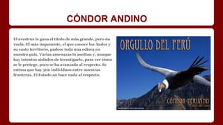 CÓNDOR ANDINO
El avestruz le gana el título de más grande, pero no
vuela. El más imponente, el que conoce los Andes y
su vasto territorio, padece toda una odisea en
nuestro país. Varias amenazas lo asedian y, aunque
hay intentos aislados de investigarlo, para ver cómo
se le protege, poco se ha avanzado al respecto. Se
estima que hay 500 individuos entre nuestras
fronteras. El Estado no hace nada al respecto.
 