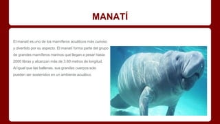 MANATÍ
El manatí es uno de los mamíferos acuáticos más curioso
y divertido por su aspecto. El manatí forma parte del grupo
de grandes mamíferos marinos que llegan a pesar hasta
2000 libras y alcanzan más de 3.60 metros de longitud.
Al igual que las ballenas, sus grandes cuerpos solo
pueden ser sostenidos en un ambiente acuático.
 