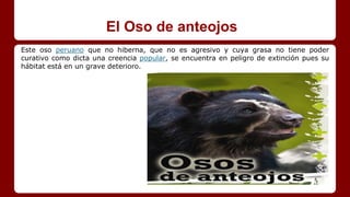 El Oso de anteojos
Este oso peruano que no hiberna, que no es agresivo y cuya grasa no tiene poder
curativo como dicta una creencia popular, se encuentra en peligro de extinción pues su
hábitat está en un grave deterioro.
 