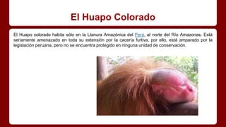 El Huapo Colorado
El Huapo colorado habita sólo en la Llanura Amazónica del Perú, al norte del Río Amazonas. Está
seriamente amenazado en toda su extensión por la cacería furtiva, por ello, está amparado por la
legislación peruana, pero no se encuentra protegido en ninguna unidad de conservación.
 