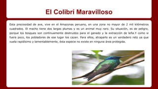 El Colibrí Maravilloso
Esta preciosidad de ave, vive en el Amazonas peruano, en una zona no mayor de 2 mil kilómetros
cuadrados. El macho tiene dos largas plumas y es un animal muy raro. Su situación, es de peligro,
porque los bosques son continuamente destruidos para el ganado y la extracción de leña.Y como si
fuera poco, los pobladores de ese lugar los cazan. Para ellos, atraparlo es un verdadero reto ya que
vuela rapidísimo y lamentablemente, ésta especie no existe en ninguna área protegida.
 