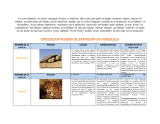 Los seres humanos nos hemos encargado de hacer el suficiente daño como para poner en peligro inminente muchas especies de
animales en todas partes del mundo, por no mencionar aquellas que ya se han extinguido producto de la destrucción de sus hábitat y el
desequilibrio de las cadenas alimenticias ocasionado por la interacción equivocada del hombre quién mediante la caza, la tala o la
contaminación han alterado significativamente la posibilidad de vida para muchas especies animales que intentan sobrevivir en medio
de este drama del que todos nosotros somos culpables. Por tal motivo también somos responsables de hacer algo por su protección.
ESPECIES EN PELIGRO DE EXTINCIÓN EN VENEZUELA
NOMBRE DE LA
ESPECIE
IMAGEN CAUSAS CONSECUENCIAS ALTERNATIVAS DE
SOLUCIÓN
Tortuga Arrau:
La tortuga Arrau es una especie
muy abundante desde hace 200 o
300 años, que empezó a disminuir
rápidamente durante la segunda
mitad del siglo XIX, siendo
actualmente un animal muy escaso
a lo largo de toda su área de
distribución (Groombridge 1982)
En Venezuela la tendencia hacia
la disminución del tamaño
poblacional se mantiene, a pesar
de los esfuerzos que se realizan
para suprotección (Ojasti 1988,
Licata 1992). La creación de
áreas protegidas no garantiza su
conservación, ya que son
animales migratorios cuyos
hábitats de alimentación y
reproducción difieren.
Su hábitat natural es el Parque
Nacional Santos Luzardo. Sin
embargo, desde hace unos años se
han estado implementando
programas a fin de preservar esta
especie, por lo que hoy en día
pueden encontrarse en diversos
lugares como la Estación
Experimental Amazonas, el Hato
San Francisco y la Agropecuaria
Puerto Miranda, zonas donde se
desarrollan planes paraconservar la
especie.
NOMBRE DE LA
ESPECIE
IMAGEN CAUSAS CONSECUENCIAS ALTERNATIVAS DE
SOLUCIÓN
El Jaguar:
Su hábitat es la región selvática de
la Zona Tropical, prefiere las selvas
con ríos y caños. Hoy existen cerca
de 2.500 ejemplares, muchos de
ellos con cicatrices de disparos por
intentos de caza .El yaguar ha
sufrido una reducción significativa
en su distribución original
(Emmons 1990
En Venezuela, hasta los años
cincuenta, el yaguar presentaba
una amplia distribución
(Hoogesteijn& Mondolfi 1991a).
Hoy en día sólo las poblaciones
localizadas en los estados
Amazonas y Bolívar permanecen
relativamente estables; las
localizadas en Sierra de Perijá,
llanos occidentales, piedemonte
andino y delta del Orinoco se
encuentran en constante
disminución y en la Cordillera de
La Costa prácticamente están
La especie ha sido declarada
Vulnerable de extinción por la
Unión Mundial para la Naturaleza
(IUCN 1990). En Argentina
(Bertonatti & González 1993) y
Ecuador (Suárez & García 1986) es
considerada En Peligrode extinción,
mientras que en Perú susituación es
Vulnerable (Pulido 1991).
Principales amenazas: El comercio
peletero internacional, la cacería
deportiva, el control de
depredadores y la sobreexplotación
 