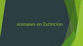 Animales en Extincion
 