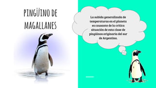 pingüinode
magallanes
La subida generalizada de
temperaturas en el planeta
es causante de la crítica
situación de esta clase de
pingüinos originaria del sur
de Argentina.
 