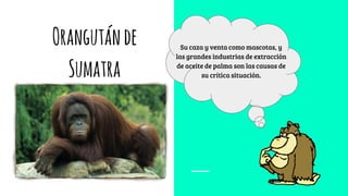 Orangutánde
Sumatra
Su caza y venta como mascotas, y
las grandes industrias de extracción
de aceite de palma son las causas de
su crítica situación.
 