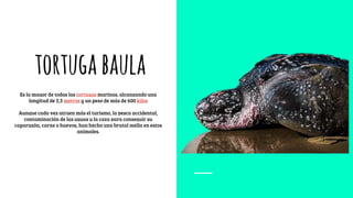 tortugabaula
Es la mayor de todas las tortugas marinas, alcanzando una
longitud de 2,3 metros y un peso de más de 600 kilos
Aunque cada vez atraen más el turismo, la pesca accidental,
contaminación de las aguas y la caza para conseguir su
caparazón, carne o huevos, han hecho una brutal mella en estos
animales.
 
