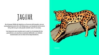 jaguar
Es el mayor félido de América y el tercero del mundo, con un
normalmente entre 56 y 96 kilogramo y su longitud varía entre
162 y 183 cm y la cola puede añadir unos 75 cm más.
Los jaguares son cazados por su piel, es el enemigo de los
ganaderos y en muchas ocasiones defiende a su rebaño
terminando con la vida de los depredadores.
 