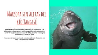 Especie de cetáceo odontoceto que carece de aleta dorsal. Los
adultos son color gris claro uniforme y miden más de un metro y
medio de longitud y pesan hasta 30-45 kg. , las crías son negras
hasta los 4 ó 6 meses de edad.
Esta especie, de una apariencia sumamente tierna, sólo cuenta con
unos 1,800 individuos con vida.
Marsopasinaletasdel
ríoYangtsé
 