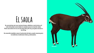 ElsaolaSe caracteriza por sus cuernos largos, esbeltos y casi rectos y el
color del pelaje varía desde el castaño oscuro al pardo rojizo.
Tiene una altura en la cruz de entre 80 y 90 cm y un peso cercano a
los 90 kg.
Es conocido también como el unicornio de Asia y suele cazarse para
la medicina tradicional china y vietnamita.
 