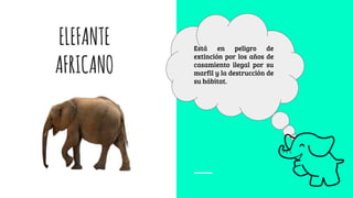ELEFANTE
AFRICANO
Está en peligro de
extinción por los años de
casamiento ilegal por su
marfil y la destrucción de
su hábitat.
 