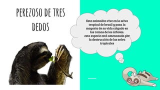 perezosodetres
dedos
Este animalito vive en la selva
tropical de brasil y pasa la
mayoría de su vida colgado en
las ramas de los árboles.
esta especie está amenazada por
la destrucción de las selva
tropicales
 
