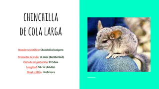 chinchilla
decolalarga
Nombre científico: Chinchilla lanigera
Promedio de vida: 10 años (En libertad)
Periodo de gestación: 112 días
Longitud: 30 cm (Adulto)
Nivel trófico: Herbívoro
 