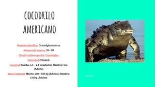 cocodrilo
americano
Nombre científico: Crocodylus acutus
Número de huevos: 30 – 70
Clasificación superior: Crocodylus
Velocidad: 32 km/h
Longitud: Macho: 4,1 – 4,8 m (Adulto), Hembra: 3 m
(Adulto)
Masa Corporal: Macho: 400 – 500 kg (Adulto), Hembra:
170 kg (Adulto)
 