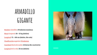 armadillo
gigante
Nombre científico: Priodontes maximus
Masa Corporal: 28 – 32 kg (Adulto)
Longitud: 75 – 100 cm (Adulto, Sin cola)
Clasificación superior: Priodontes
Cantidad diaria de sueño: 18 horas (En cautiverio)
Longitud de la cola: 50 cm (Adulto)
 