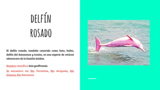 delfín
rosado
El delfín rosado, también conocido como boto, bufeo,
delfín del Amazonas y tonina, es una especie de cetáceo
odontoceto de la familia Iniidae.
Nombre científico: Inia geoffrensis
Se encuentra en: Río Tocantins, Río Araguaia, Río
Orinoco, Río Amazonas
 