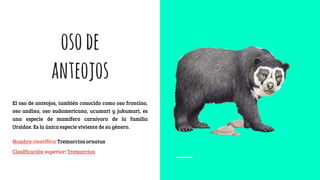 osode
anteojos
El oso de anteojos, también conocido como oso frontino,
oso andino, oso sudamericano, ucumari y jukumari, es
una especie de mamífero carnívoro de la familia
Ursidae. Es la única especie viviente de su género.
Nombre científico: Tremarctos ornatus
Clasificación superior: Tremarctos
 
