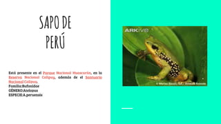 SAPODE
PERÚ
Está presente en el Parque Nacional Huascarán, en la
Reserva Nacional Calipuy, además de el Santuario
Nacional Calipuy.
Familia:Bufonidae
GÉNERO:Atelopus
ESPECIE:A.peruensis
 