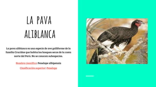 la pava
aliblanca
La pava aliblanca es una especie de ave galliforme de la
familia Cracidae que habita los bosques secos de la costa
norte del Perú. No se conocen subespecies.
Nombre científico: Penelope albipennis
Clasificación superior: Penelope
 