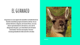elguanaco
El guanaco es una especie de mamífero artiodáctilo de la
familia Camelidae propia de América del Sur. Es un
animal silvestre, elegante, de huesos finos, con una
altura aproximada de 1,60 metros ,cerca de 91
kilogramos de peso y su velocidad es de 56 km/h
(Corriendo, Terreno escarpado, Terreno
rocoso),promedio de vida es de 20 a 25 años
 