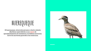 huerequeque
El huerequeque, alcaraván peruano o chorlo cabezón
(Burhinus superciliaris), es un chorlo de
aproximadamente 40 centímetros, de hábitos nocturnos.
Corre de una forma parecida a los avestruces.
 