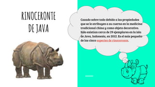 RINOCERONTE
DEJAVA
Cazado sobre todo debido a las propiedades
que se le atribuyen a su cuerno en la medicina
tradicional china y como objeto decorativo.
Sólo existían cerca de 29 ejemplares en la isla
de Java, Indonesia, en 2012. Es el más pequeño
de las cinco especies de rinoceronte.
 