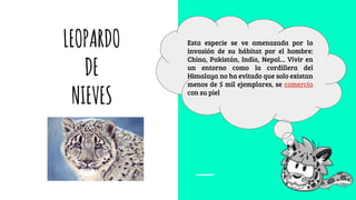 LEOPARDO
DE
NIEVES
Esta especie se ve amenazada por la
invasión de su hábitat por el hombre:
China, Pakistán, India, Nepal… Vivir en
un entorno como la cordillera del
Himalaya no ha evitado que solo existan
menos de 5 mil ejemplares, se comercia
con su piel
 