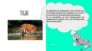 TIGRE
Su población ha disminuido a más del 60% por
la invasión humana de su hábitat y, de nuevo,
la caza furtiva .El mayor felino del planeta.
En la actualidad, ya han desaparecido las
subespecies de Caspio, Java, sur de China (sólo
vive en zoos) y Bali.
 