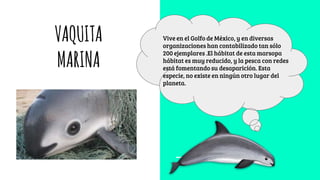 VAQUITA
MARINA
Vive en el Golfo de México, y en diversas
organizaciones han contabilizado tan sólo
200 ejemplares .El hábitat de esta marsopa
hábitat es muy reducido, y la pesca con redes
está fomentando su desaparición. Esta
especie, no existe en ningún otro lugar del
planeta.
 