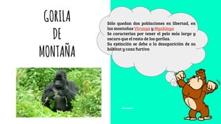 GORILA
DE
MONTAÑA
Sólo quedan dos poblaciones en libertad, en
las montañas Virunga y Mgahinga
Se caracteriza por tener el pelo más largo y
oscuro que el resto de los gorilas.
Su extinción se debe a la desapariciòn de su
hábitat y caza furtiva
 