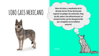 LOBOGRISMEXICANO
Hace 40 años, a mediados de la
década de los 70 fue declarado
especie en peligro de extinción. Hoy
en día, pese a los esfuerzos por su
conservación, ya ha desaparecido
por completo en su hábitat
natural.
 