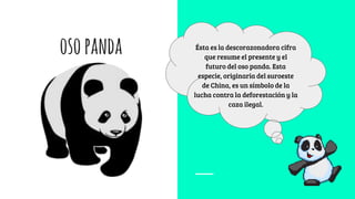 osopanda Ésta es la descorazonadora cifra
que resume el presente y el
futuro del oso panda. Esta
especie, originaria del suroeste
de China, es un símbolo de la
lucha contra la deforestación y la
caza ilegal.
 