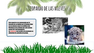 Leopardodelasnieves
Esta especie se ve amenazada por la
invasión de su hábitat por el hombre Vivir
en un entorno como la cordillera del
Himalaya no ha evitado que solo existan
menos de 5 mil ejemplares.
se comercia con su piel y en ocasiones se
alimentan de animales de granja.
 