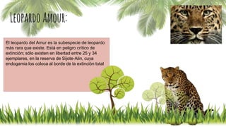 Leopardo Amour:
El leopardo del Amur es la subespecie de leopardo
más rara que existe. Está en peligro crítico de
extinción; sólo existen en libertad entre 25 y 34
ejemplares, en la reserva de Sijote-Alin, cuya
endogamia los coloca al borde de la extinción total
 