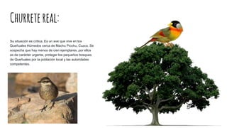 Churretereal:
Su situación es crítica. Es un ave que vive en los
Queñuales Húmedos cerca de Machu Picchu, Cuzco. Se
sospecha que hay menos de cien ejemplares, por ellos
es de carácter urgente, proteger los pequeños bosques
de Queñuales por la población local y las autoridades
competentes.
 