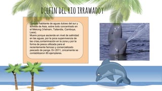 delfindelrioirrawaddy
Curioso habitante de aguas dulces del sur y
sureste de Asia, sobre todo concentrado en
el Mekong (Vietnam, Tailandia, Camboya,
Laos).
Muere porque asciende en nivel de salinidad
en las aguas, por la poca supervivencia de
las crías,contaminación en la zona y por la
forma de pesca utilizada para el
recientemente famoso y comercializado
pescado de panga. En 2011, únicamente se
contabilizaron 85 ejemplares.
 
