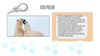 osopolar
Podría desaparecer como especie
dentro de 50 años si continúan
reduciéndose las placas de hielo del
ártico.Los osos polares pertenecen a
una especie que depende
enteramente de la existencia del mar
congelado. Estos utilizan el hielo
como plataforma flotante desde la
cual pueden cazar focas. En la
actualidad solo existen entre 20.000
y 25.000 ejemplares.
 