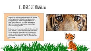 eltigredebengala
El segundo animal más amenazado es el tigre
de Bengala, que habita en manglares entre
Bangladesh y la India. El tigre de Bengala o
indio (Panthera tigris tigris) es, después del
tigre siberiano, la segunda especie de tigre
más grande del planeta.
Debido al crecimiento anual de 4 milímetros del
nivel del mar, un 70% del hábitat de este felino
podría perderse antes de 2060. Su situación
actual es alarmante y es por eso que se han
creado nuevas reservas para su preservación
en la India.
 