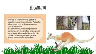 elcanguro
Debido al calentamiento global, la
especie más emblemática de Australia,
el canguro, podría desaparecer en
pocos unos años.
Se calcula que, si las temperaturas
aumentan en dos grados, una especie
se extinguirá irremediablemente, y la
población de canguros en general
sufrirá un descenso apreciable.
 