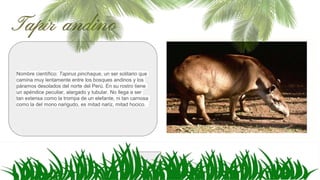 Nombre científico: Tapirus pinchaque, un ser solitario que
camina muy lentamente entre los bosques andinos y los
páramos desolados del norte del Perú. En su rostro tiene
un apéndice peculiar, alargado y tubular. No llega a ser
tan extensa como la trompa de un elefante, ni tan carnosa
como la del mono narigudo, es mitad nariz, mitad hocico.
 