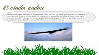 El cóndor andino
Es el ave más grande del mundo, el Cóndor Andino (Vultur gryphus), que vive entre la amenaza y el desinterés. El
más imponente, el que conoce los Andes y su vasto territorio, padece toda una odisea en nuestro país. Varias
amenazas lo asedian y, aunque hay intentos aislados de investigarlo, para ver cómo se le protege, poco se ha
avanzado al respecto. Se estima que hay 500 individuos entre nuestras fronteras.
 