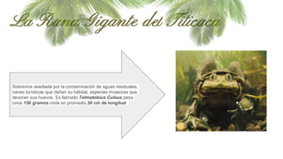 La Rana Gigante del Titicaca
Sobrevive asediada por la contaminación de aguas residuales,
naves turísticas que dañan su hábitat, especies invasoras que
devoran sus huevos. Es llamado Telmatobius Culeus pesa
unos 150 gramos mide en promedio 30 cm de longitud
 