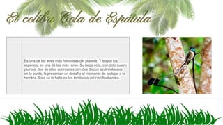 El colibrí Cola de Espátula
Es una de las aves más hermosas del planeta. Y según los
expertos, es una de las más raras. Su larga cola, con solo cuatro
plumas, dos de ellas adornadas con dos discos azul-violáceos
en la punta, le presentan un desafío al momento de cortejar a la
hembra. Solo se le halla en los territorios del río Utcubamba.
 