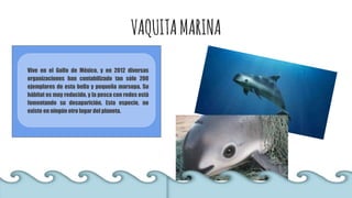 VAQUITAMARINA
Vive en el Golfo de México, y en 2012 diversas
organizaciones han contabilizado tan sólo 200
ejemplares de esta bella y pequeña marsopa. Su
hábitat es muy reducido, y la pesca con redes está
fomentando su desaparición. Esta especie, no
existe en ningún otro lugar del planeta.
 