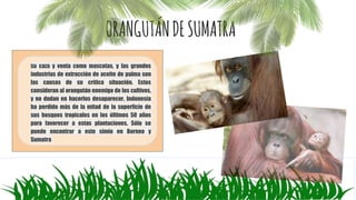 ORANGUTÁNDESUMATRA
Su caza y venta como mascotas, y las grandes
industrias de extracción de aceite de palma son
las causas de su crítica situación. Estos
consideran al orangután enemigo de los cultivos,
y no dudan en hacerlos desaparecer. Indonesia
ha perdido más de la mitad de la superficie de
sus bosques tropicales en los últimos 50 años
para favorecer a estas plantaciones. Sólo se
puede encontrar a este simio en Borneo y
Sumatra
 